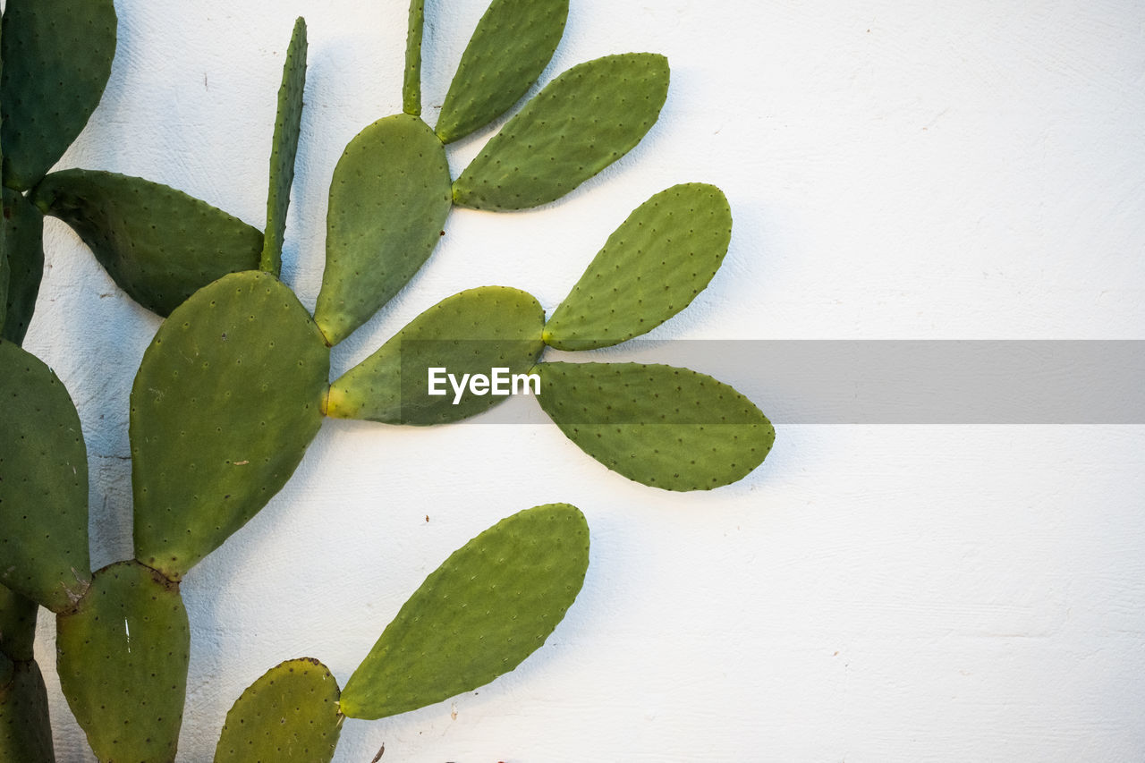 HIGH ANGLE VIEW OF SUCCULENT PLANT IN BACKGROUND