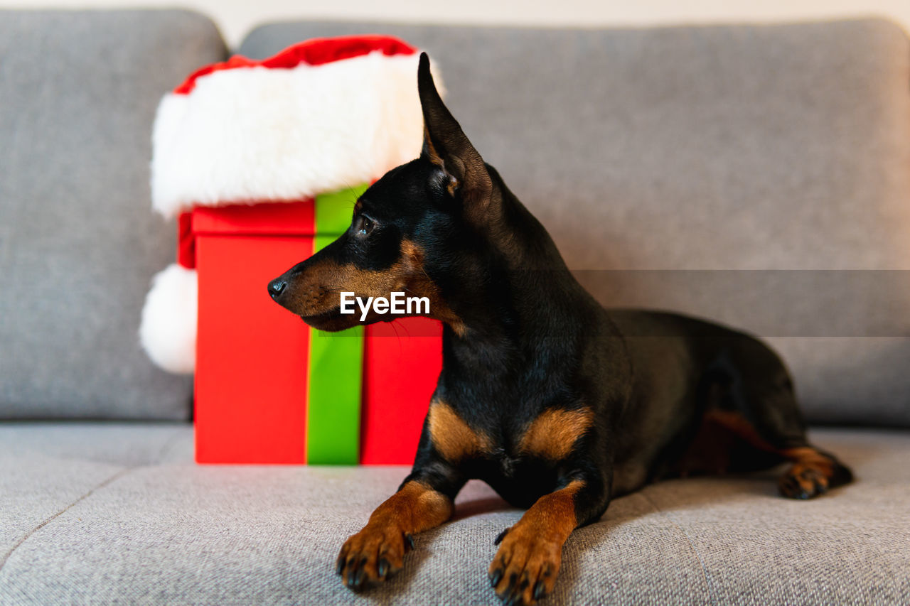 CLOSE-UP OF DOG LOOKING AWAY AT HOME