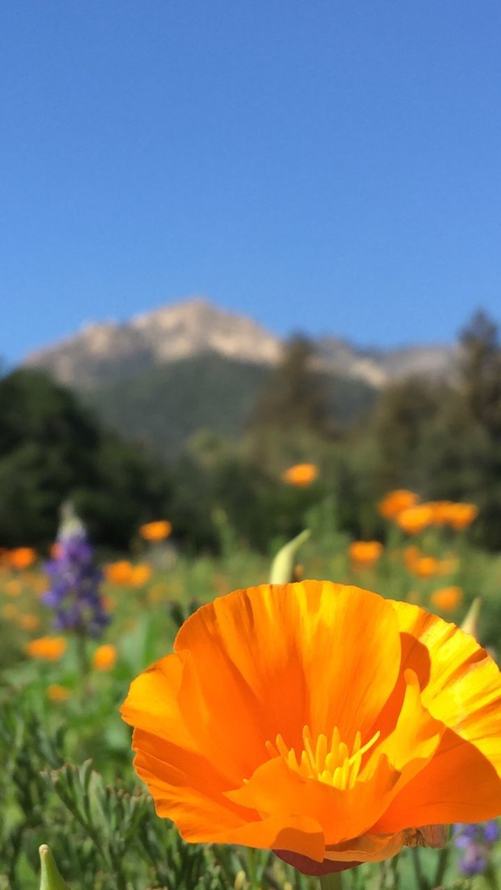 Close-up of yellow flower against clear blue sky