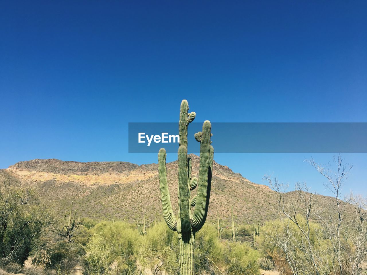 CACTUS GROWING AGAINST CLEAR SKY