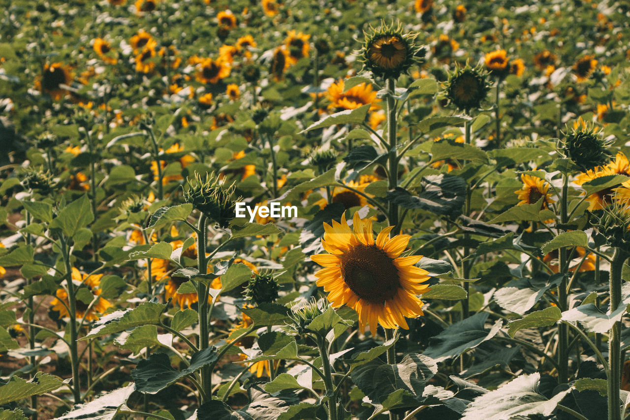 Yellow flowers blooming on field