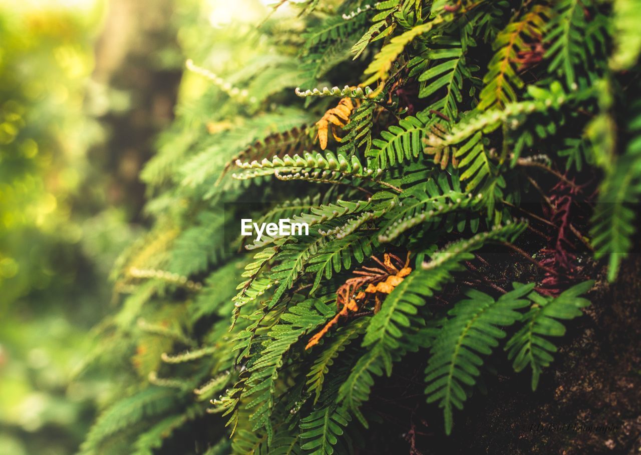 Close-up of fern on tree