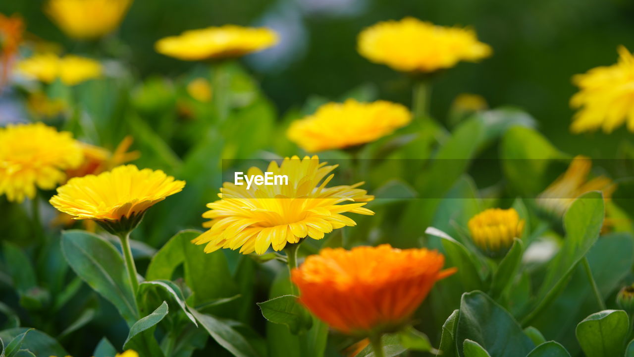 flower, flowering plant, plant, freshness, yellow, beauty in nature, nature, flower head, growth, close-up, petal, field, summer, green, landscape, fragility, plant part, inflorescence, land, multi colored, rural scene, no people, leaf, springtime, meadow, outdoors, sunlight, vibrant color, flowerbed, botany, garden, blossom, focus on foreground, environment, non-urban scene, day, grass, agriculture, ornamental garden, wildflower, travel destinations, sky, selective focus, food, plain, landscaped