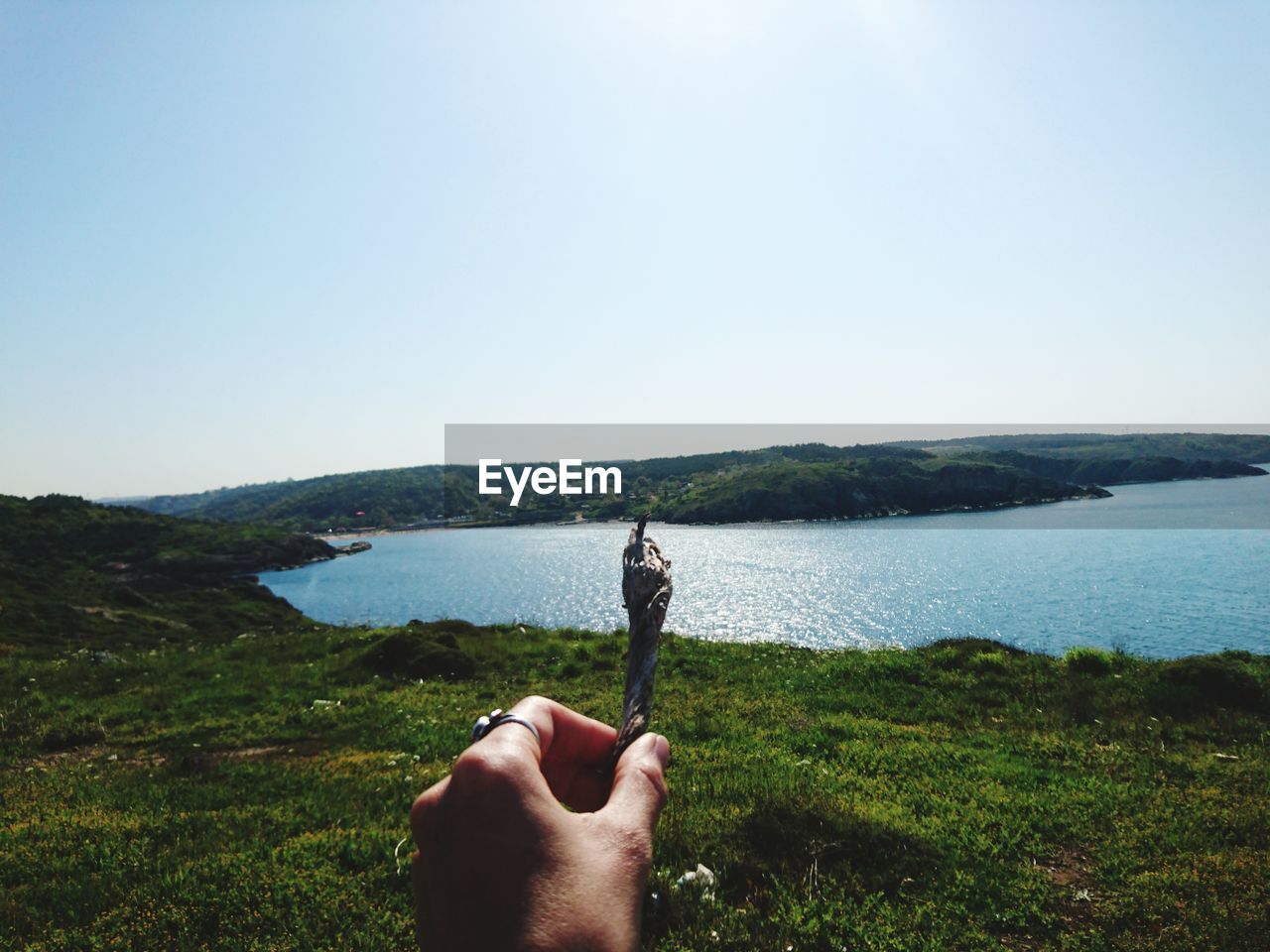 Cropped hand holding dead plant with lake in background against clear sky