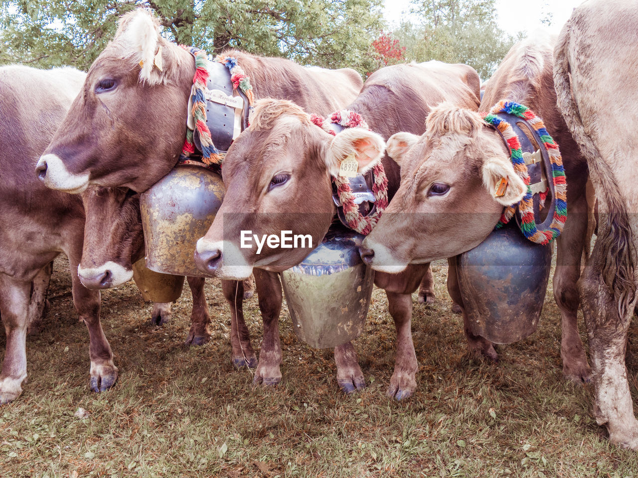 Cows standing at farm