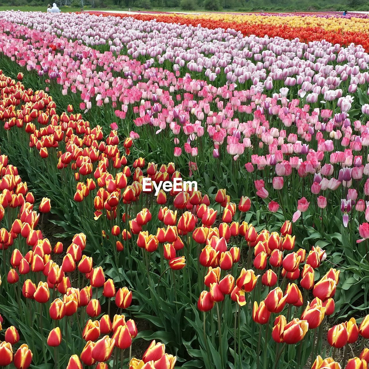 Full frame shot of red tulips blooming in field