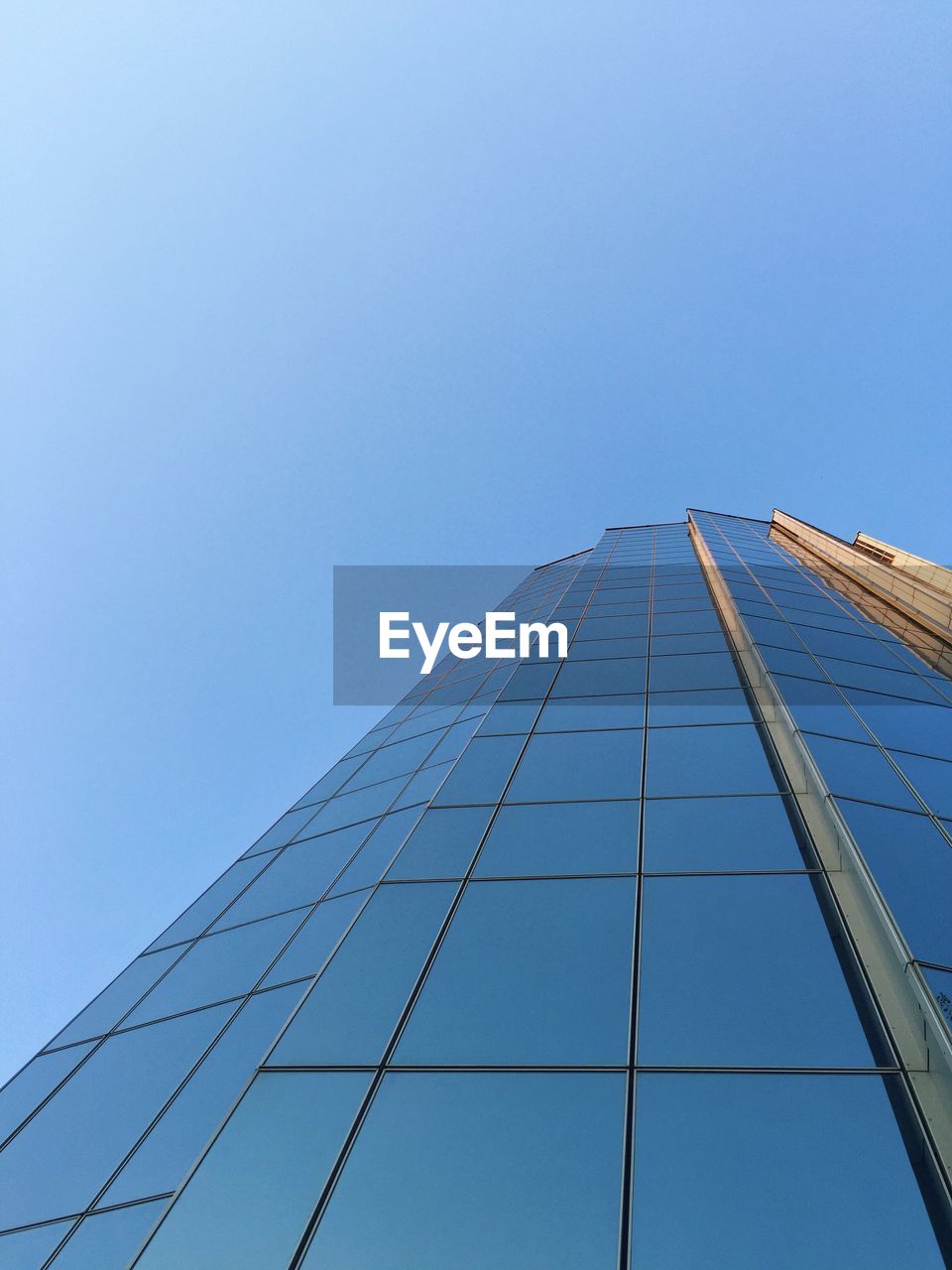 LOW ANGLE VIEW OF TREE AGAINST CLEAR BLUE SKY