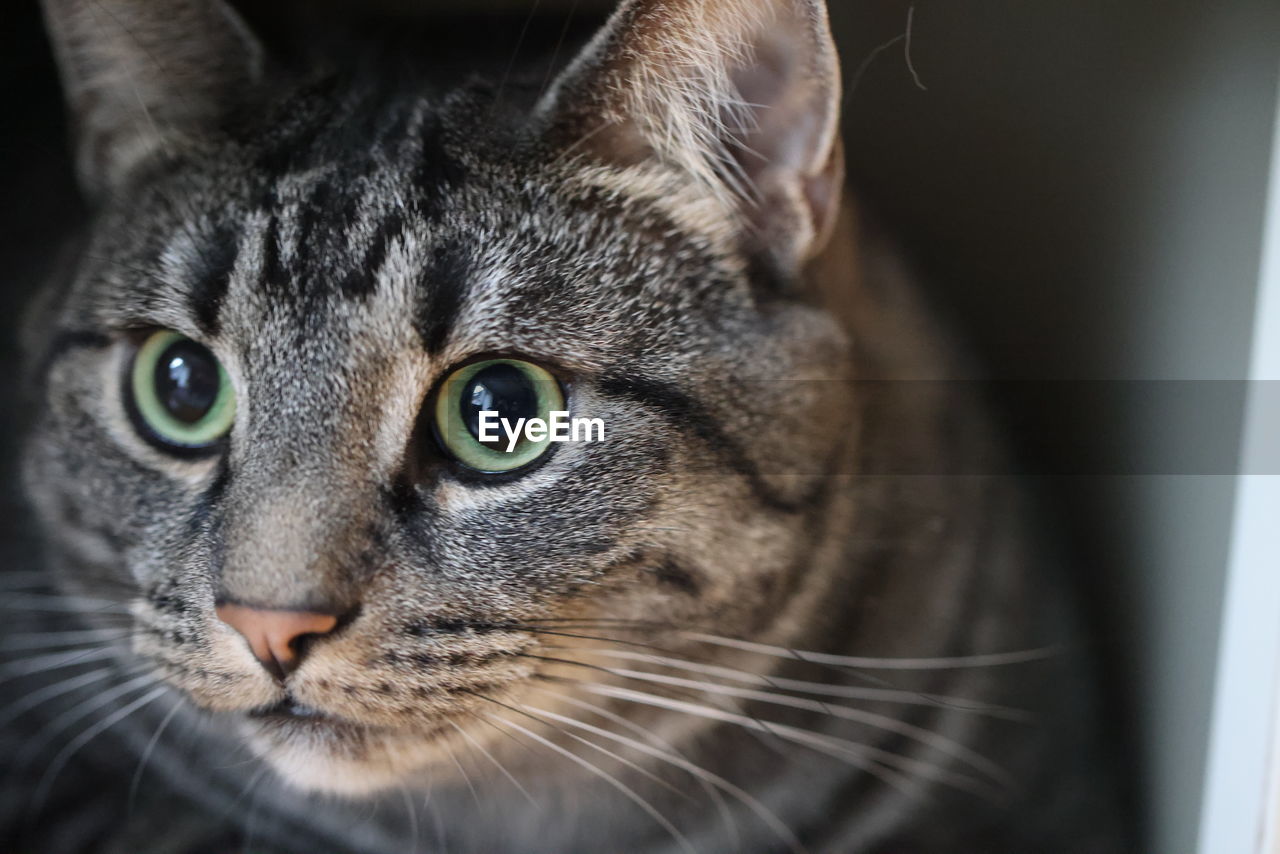 Close-up portrait of a cat