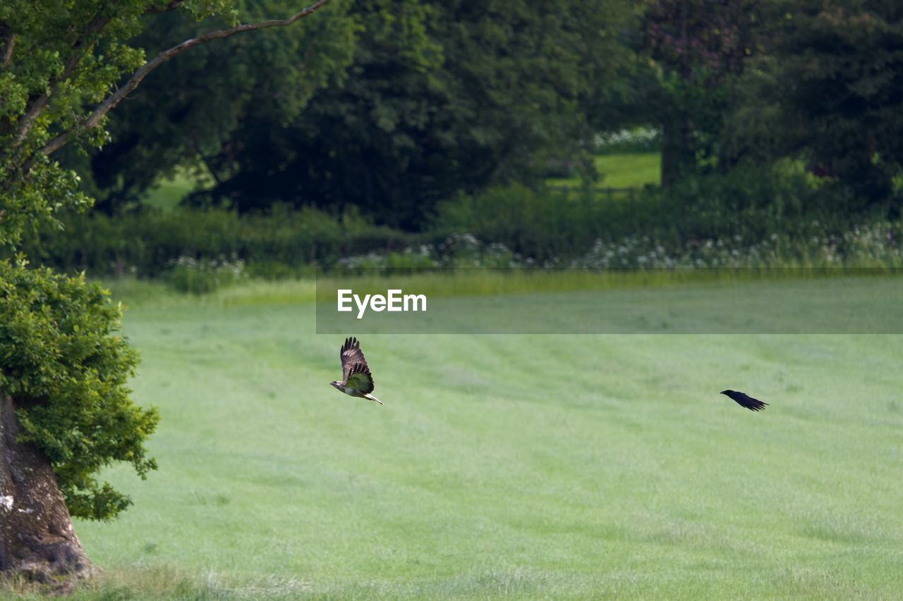 VIEW OF A BIRD RUNNING ON GRASS