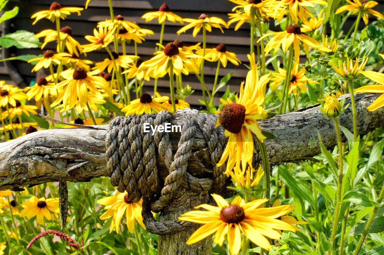 CLOSE-UP OF SUNFLOWER ON PLANTS