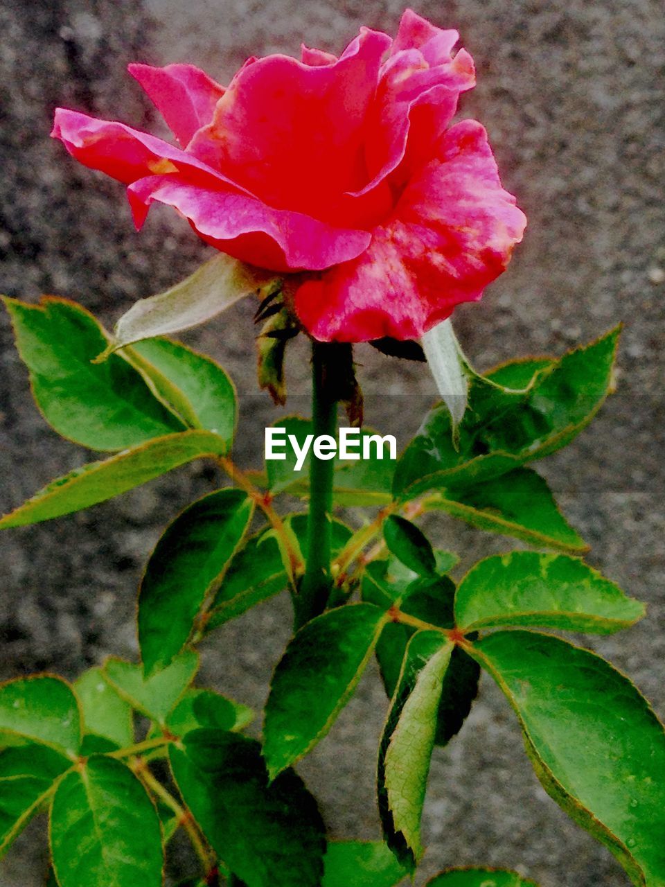 CLOSE-UP OF PINK ROSES