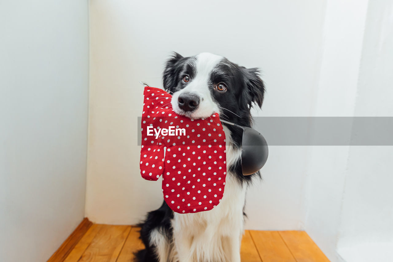 Funny puppy dog border collie holding kitchen spoon ladle oven mitt in mouth at home