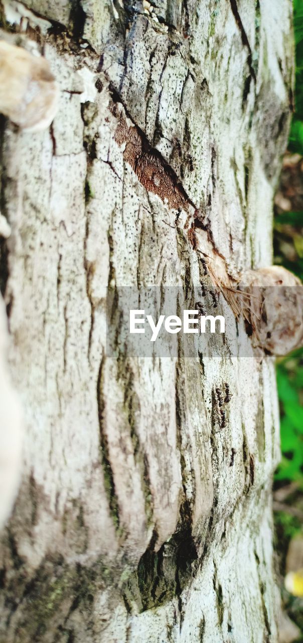 CLOSE-UP OF TREE TRUNK