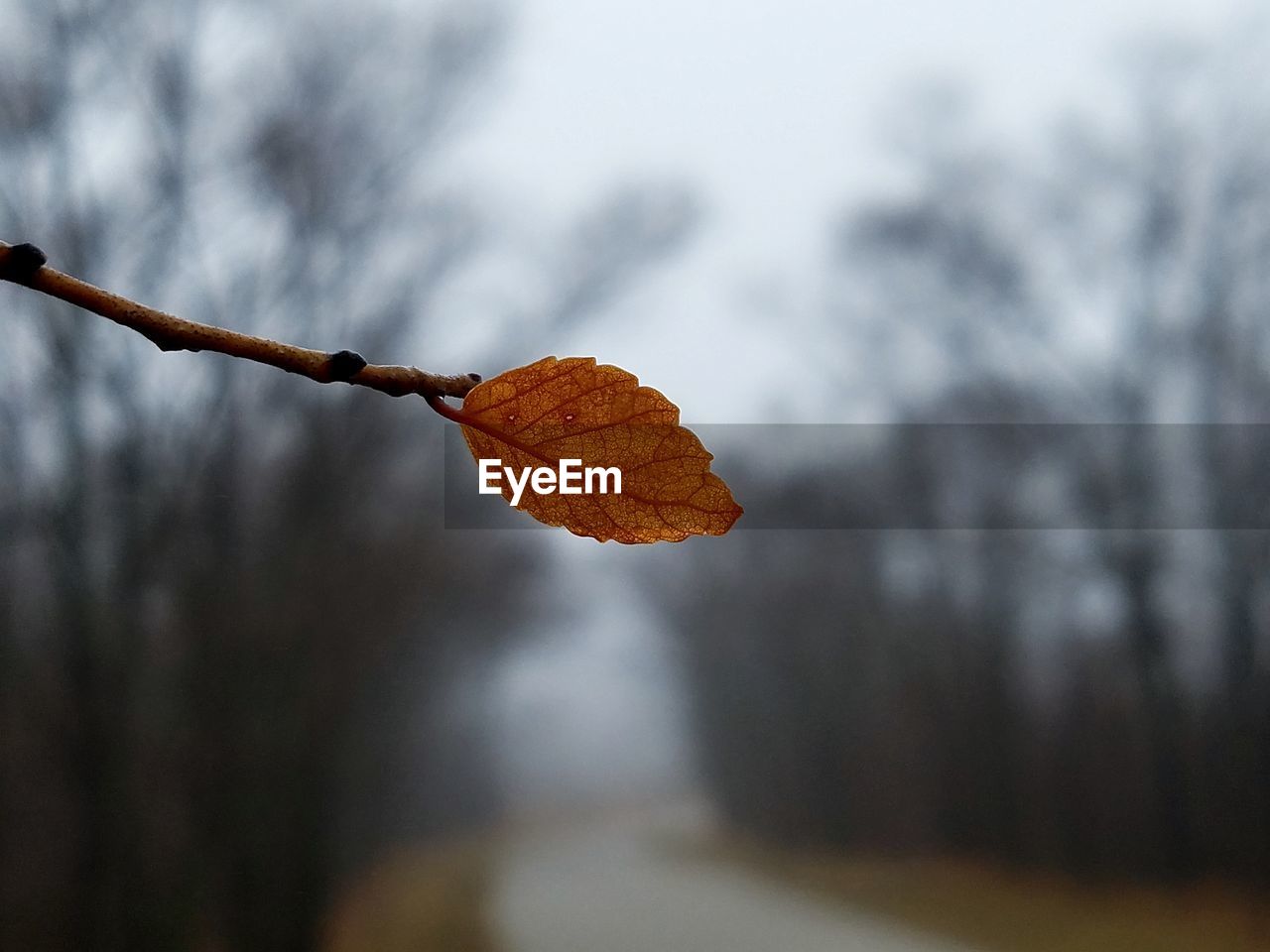 Close-up of dry leaves on tree during autumn