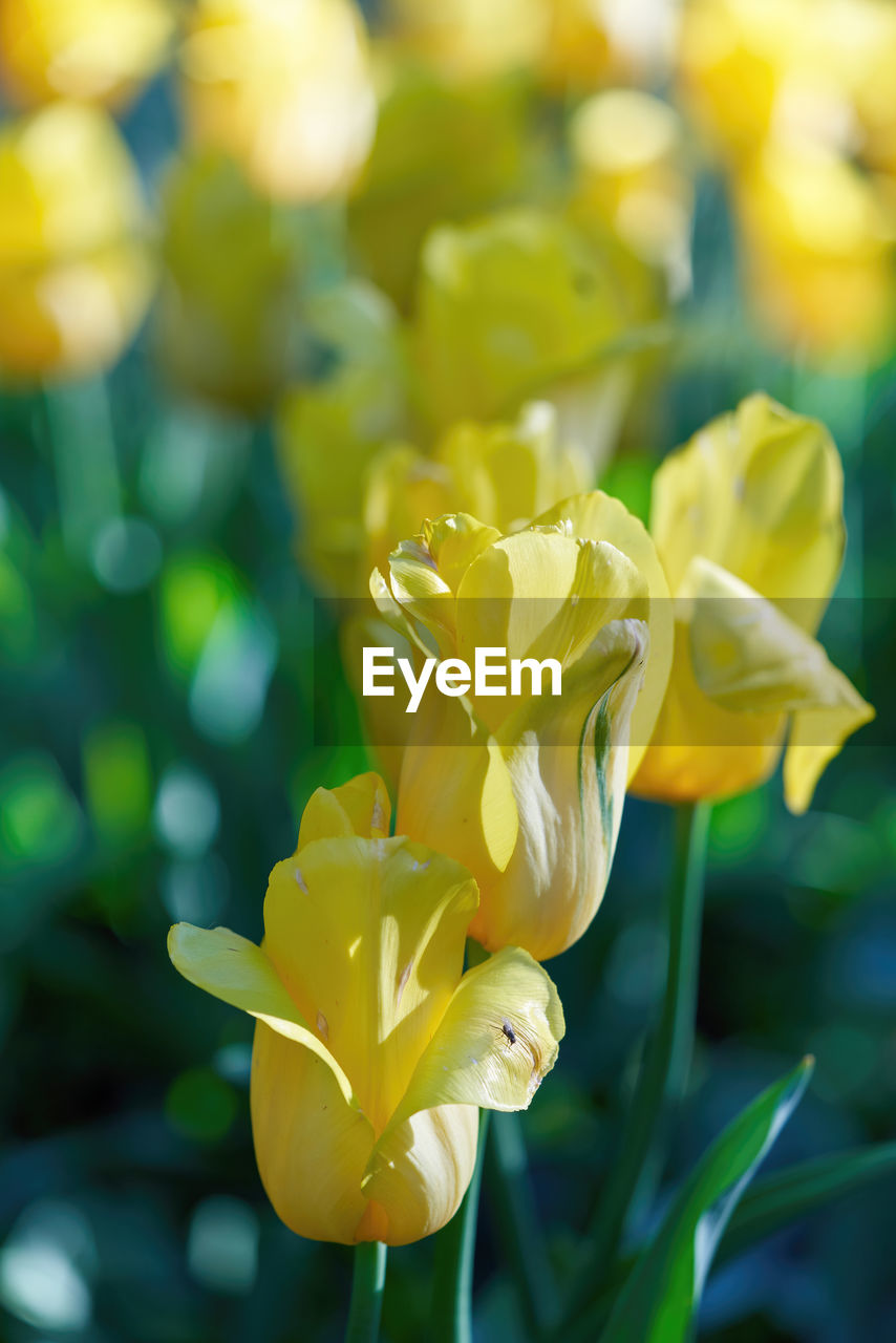 flower, flowering plant, yellow, plant, beauty in nature, freshness, petal, close-up, flower head, nature, growth, fragility, inflorescence, springtime, focus on foreground, macro photography, no people, blossom, outdoors, selective focus, vibrant color, green, plant part, leaf, day, daffodil