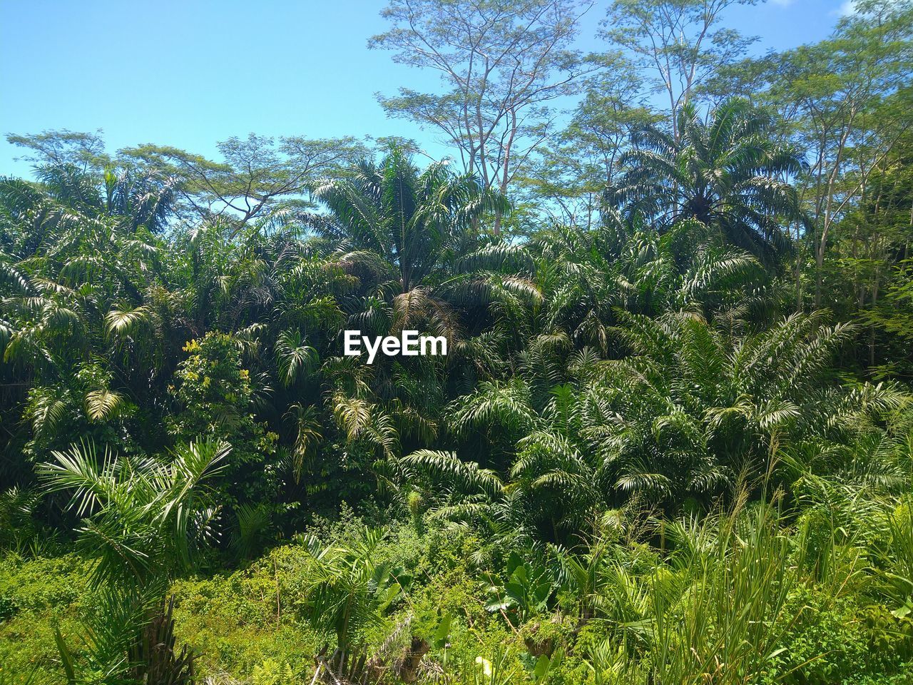 PLANTS GROWING ON FIELD