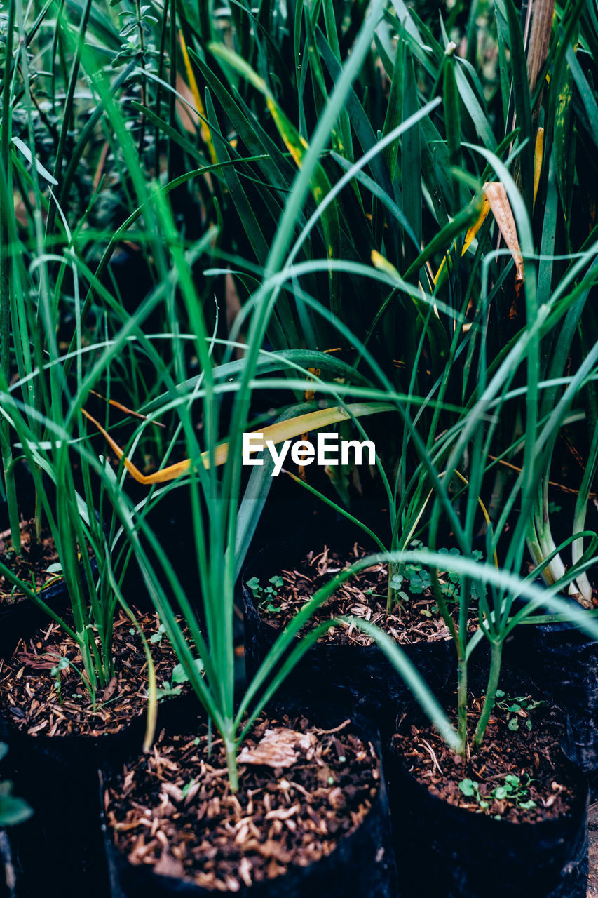 HIGH ANGLE VIEW OF PLANT GROWING ON FIELD