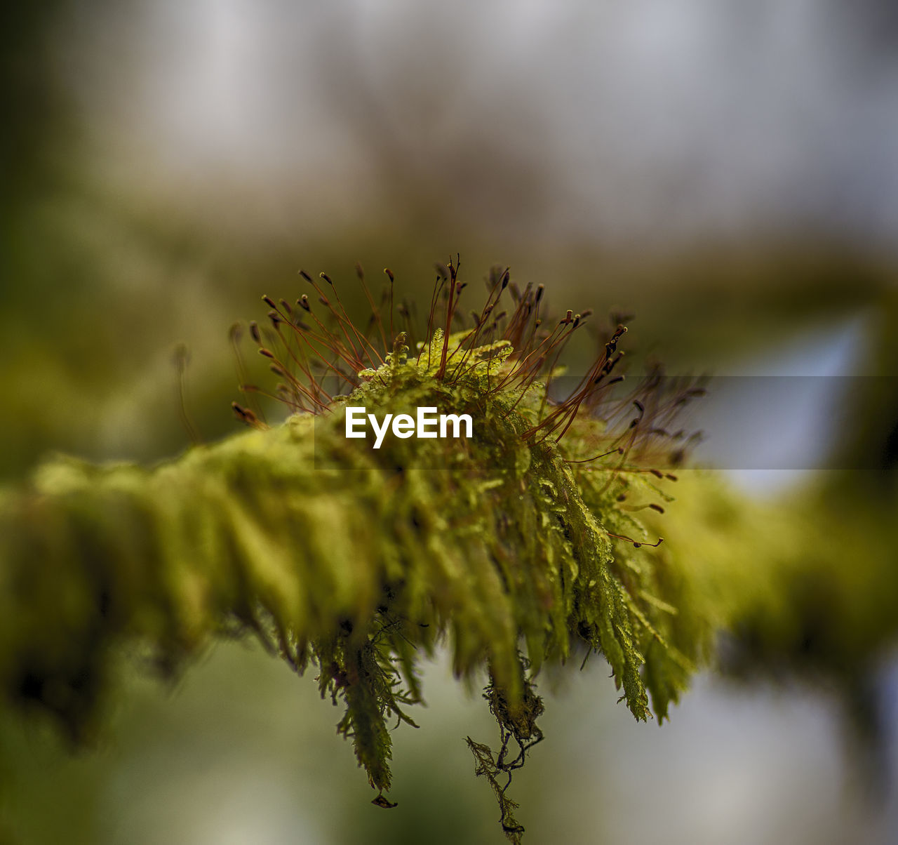 CLOSE-UP OF PINE TREE WITH PLANT