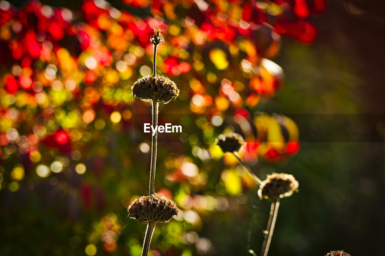 Backlit phlomis russeliana