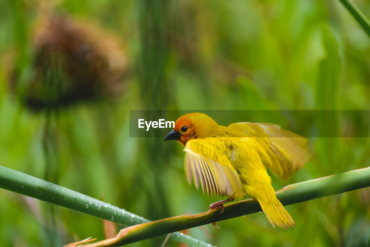 Yellow bird perching on tree