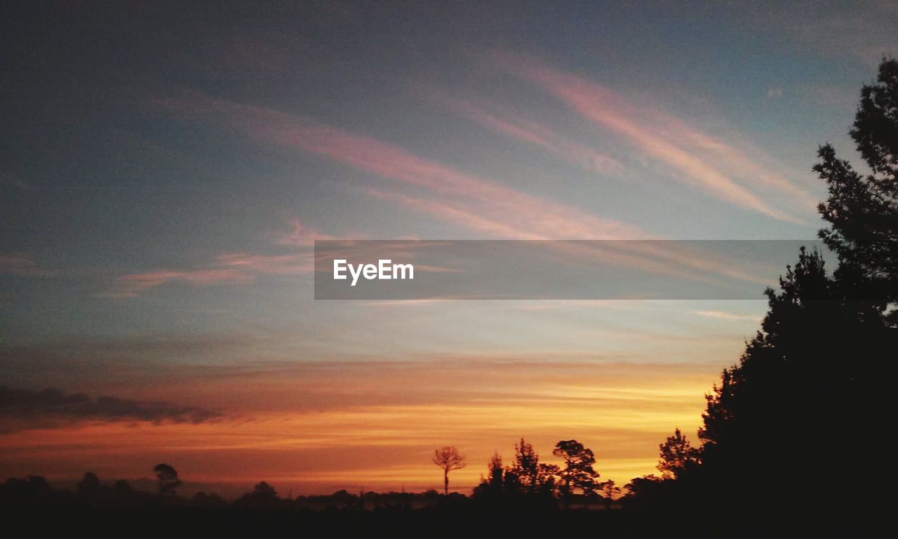 SILHOUETTE OF TREES AT SUNSET