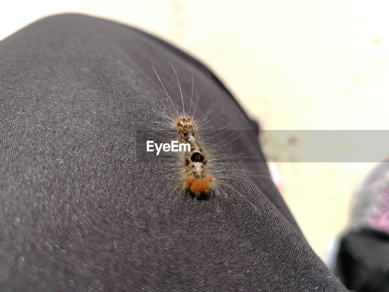 CLOSE-UP OF SPIDER ON HAND HOLDING STICK