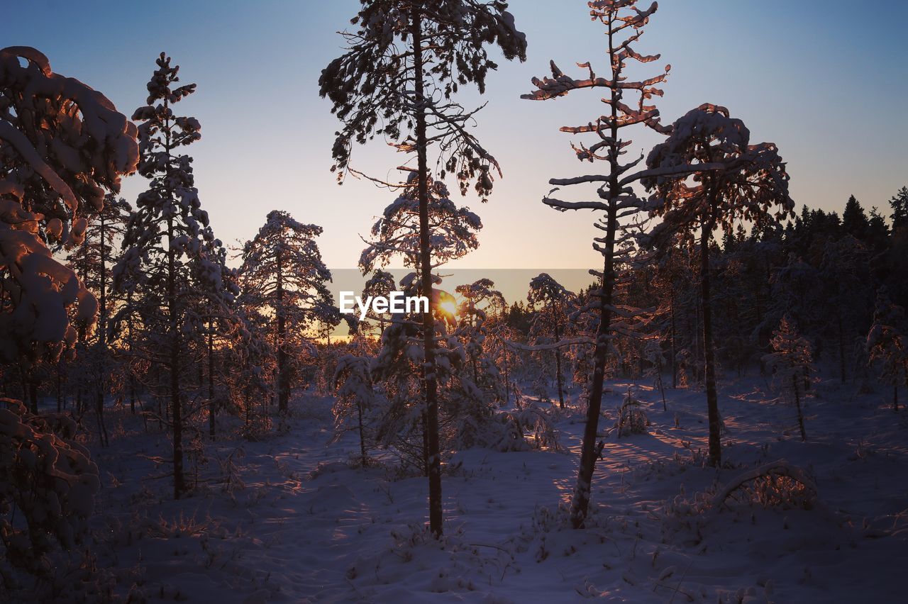 Trees on snow covered land against sky during sunset