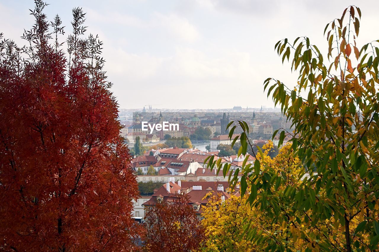 TREES AND BUILDINGS AGAINST SKY