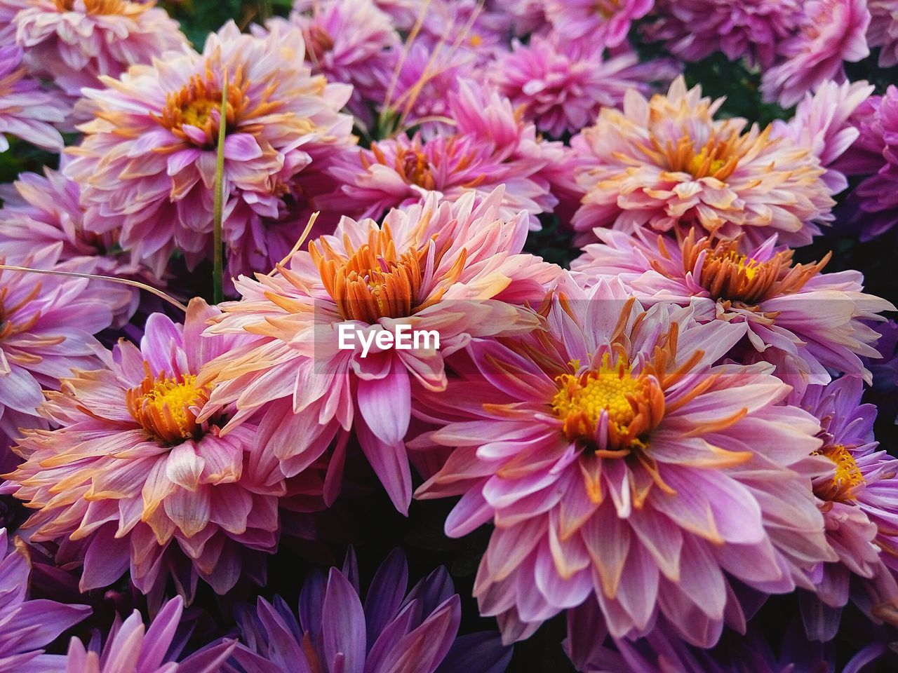 Close-up of dahlia blooming outdoors