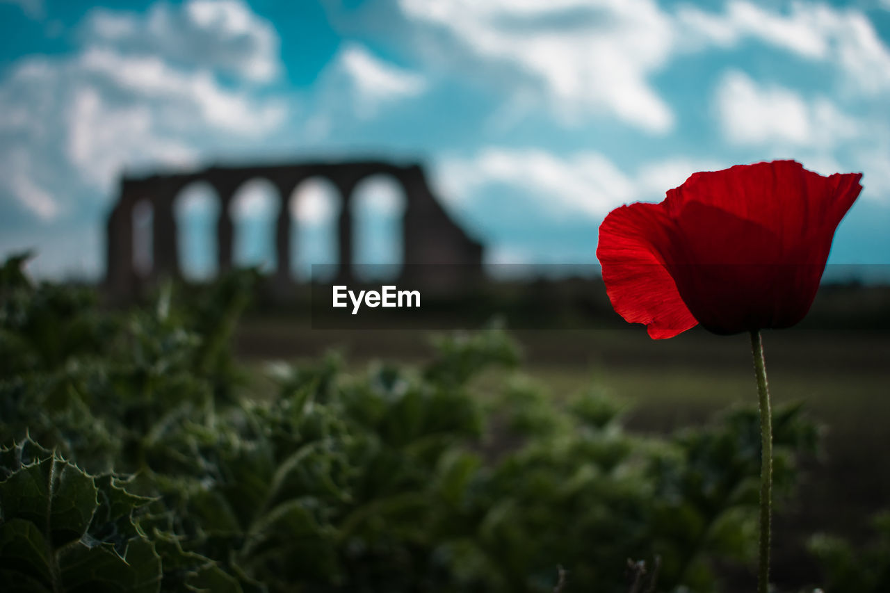 Close-up of red poppy flower against blurred background