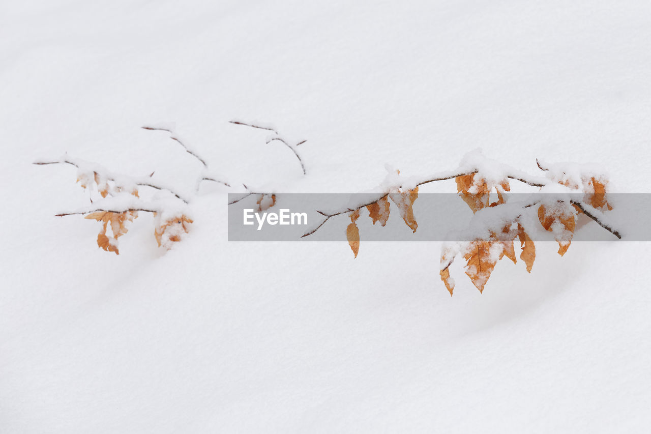 Winter colorful branch with leaves close-up with the snow isolated in the nature