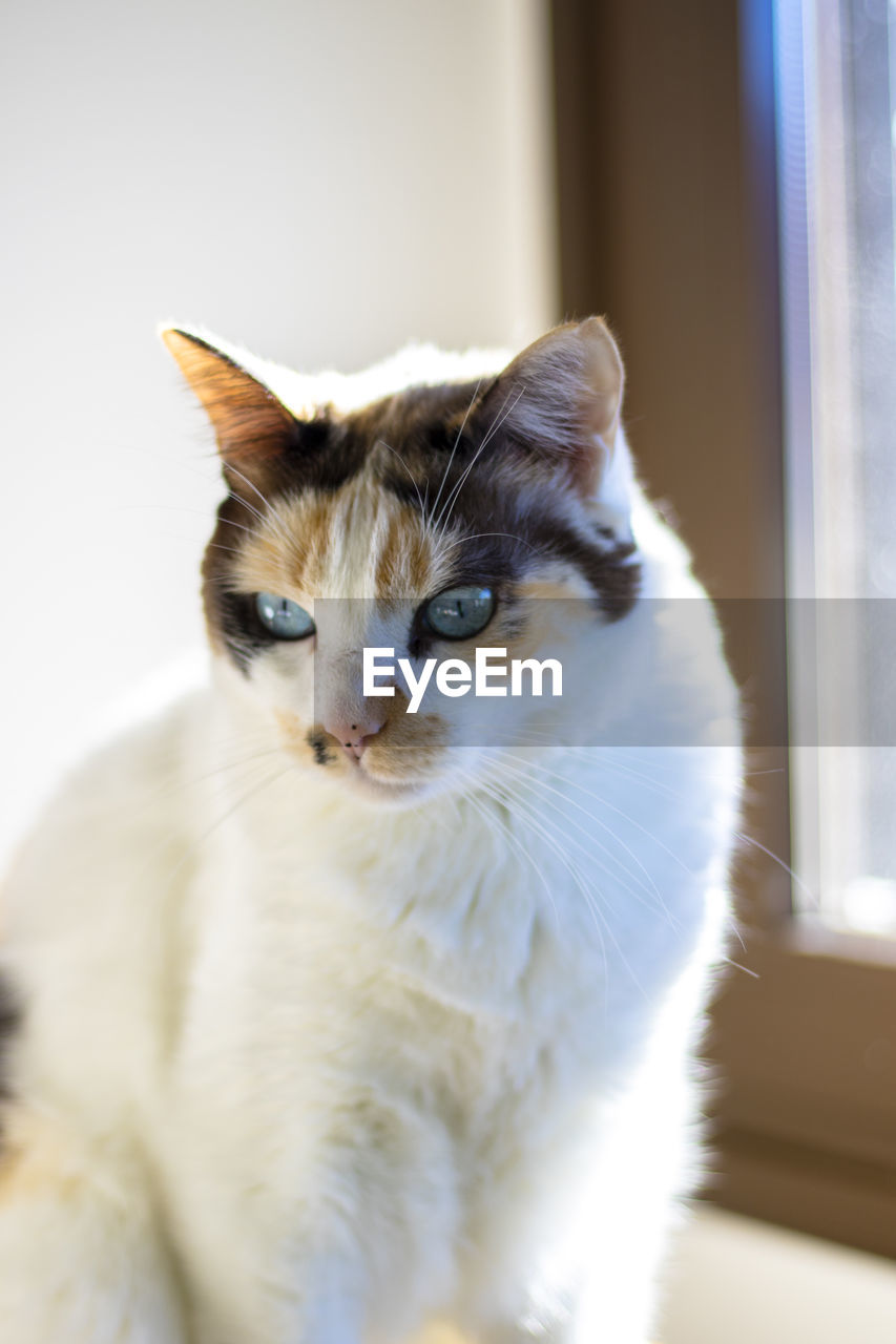 Close-up portrait of a cat at home