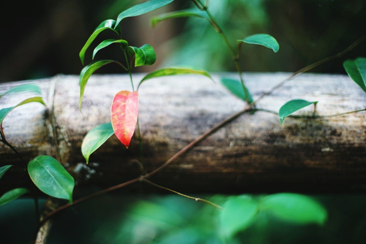 Close-up of creeper plant on bamboo