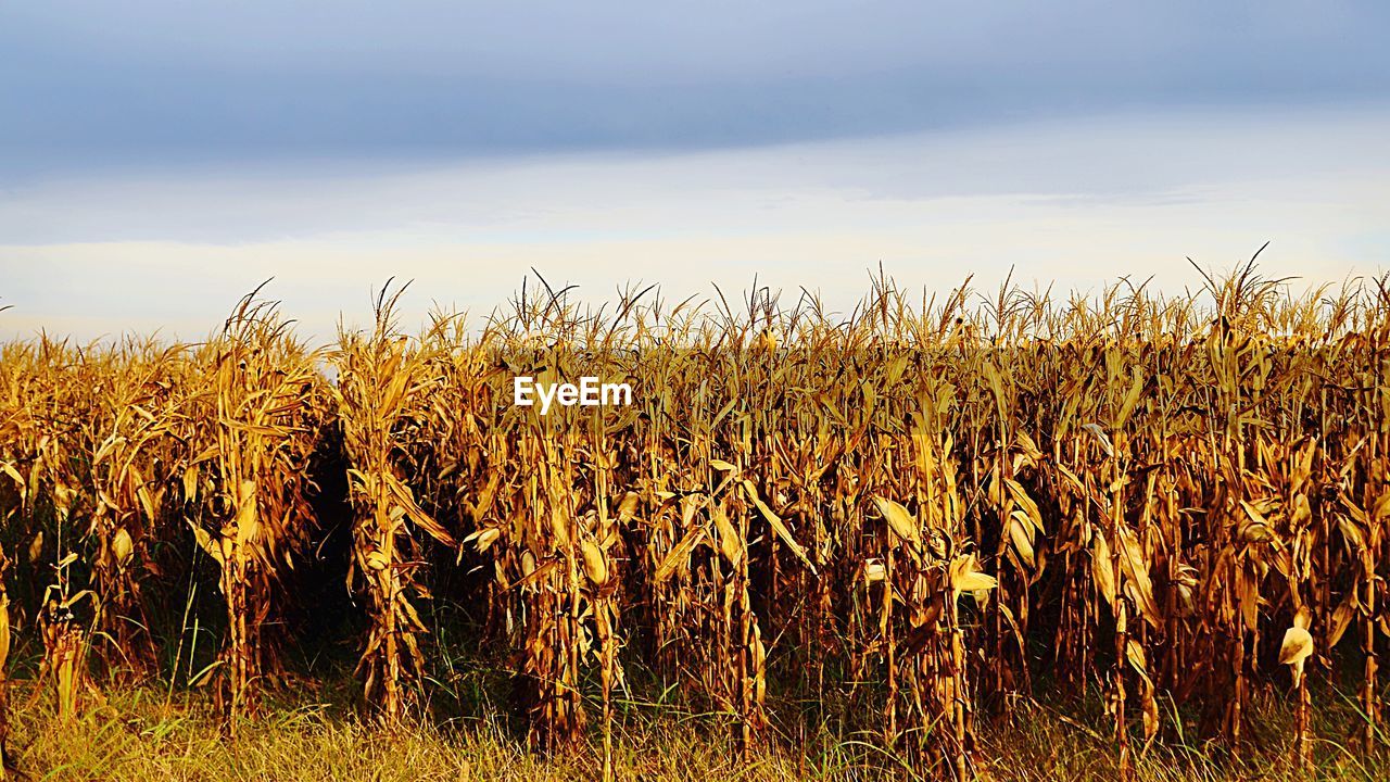 CLOSE-UP OF CROPS AGAINST SKY