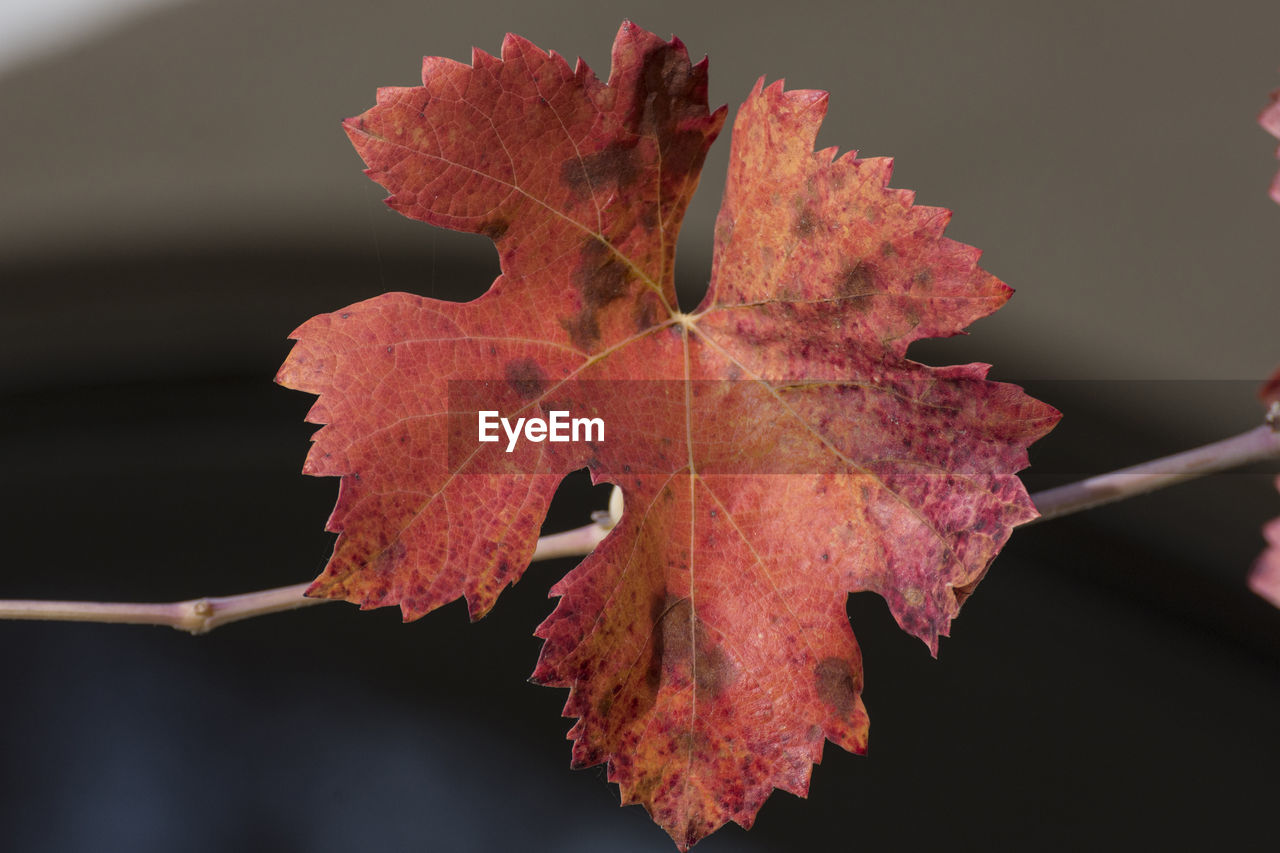 Close-up of dry maple leaves on tree