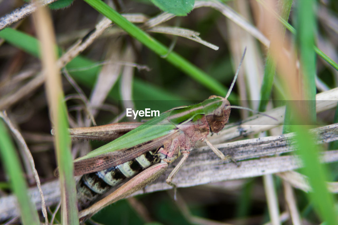 Close-up of insect on plant