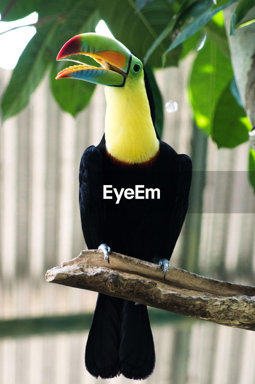 Close-up of bird perching outdoors