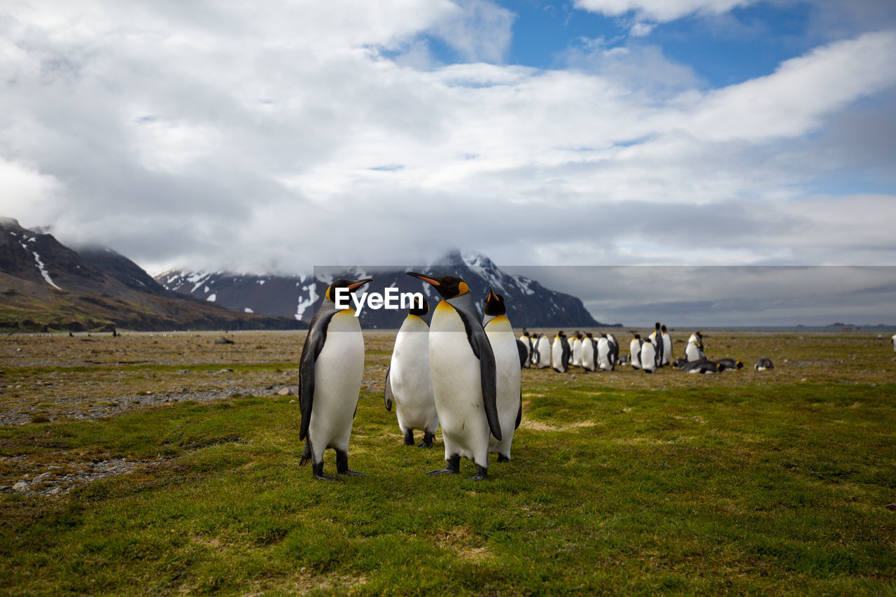 Penguin on field