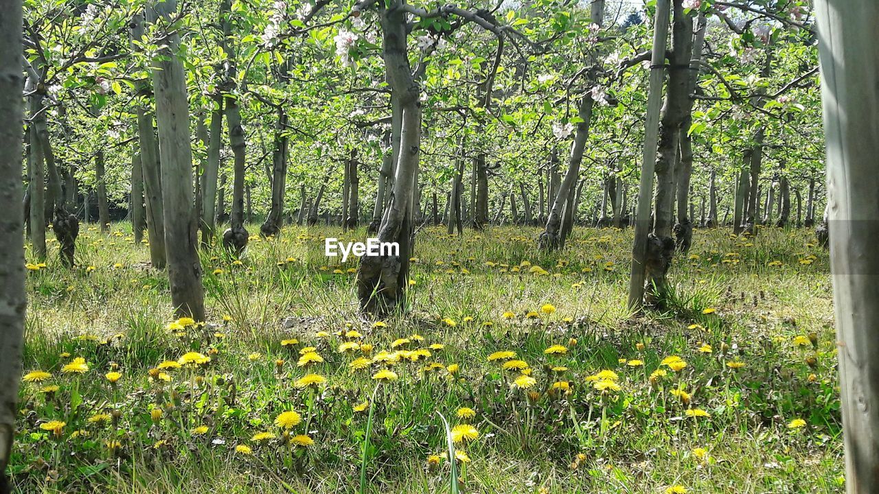 VIEW OF YELLOW FLOWERS IN FIELD