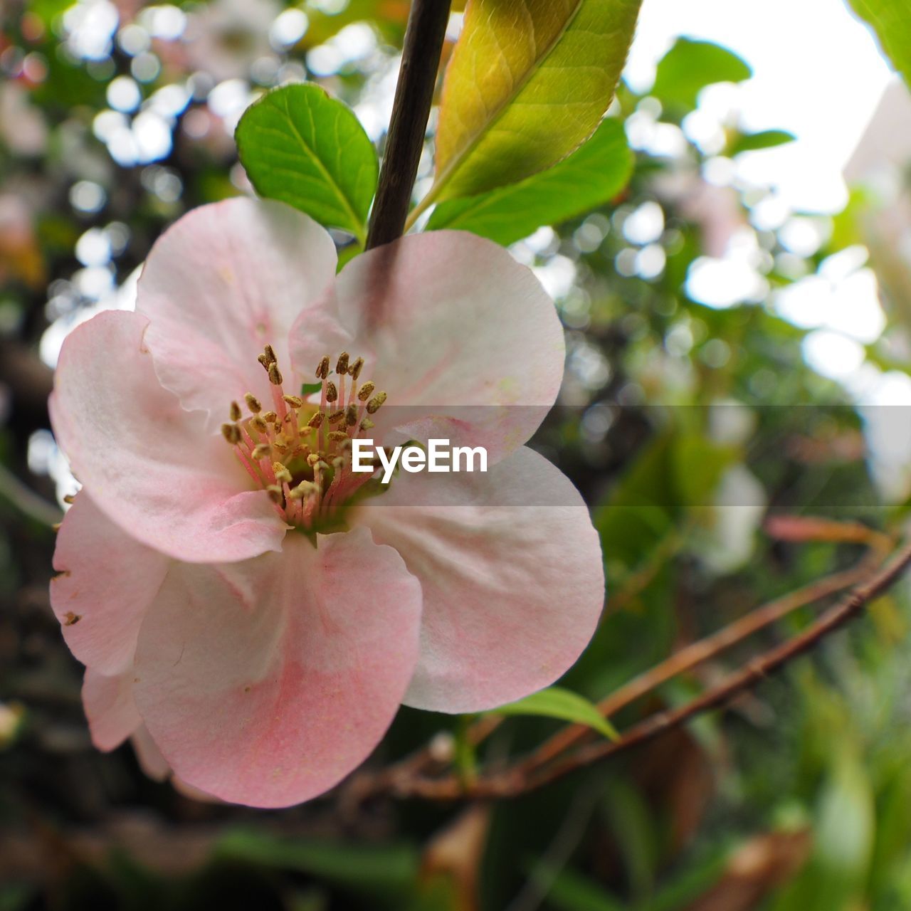 CLOSE-UP OF FRESH FLOWER WITH TREE