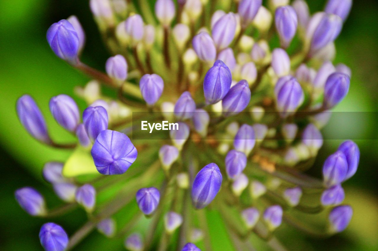 Close-up of purple flowers blooming outdoors