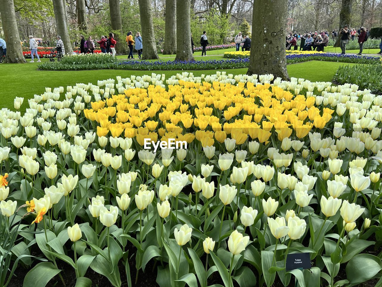 plant, flower, flowering plant, beauty in nature, growth, tulip, nature, freshness, yellow, fragility, park, park - man made space, day, flowerbed, flower head, green, tree, field, springtime, land, abundance, outdoors, inflorescence, garden, petal, botany, no people, tranquility, blossom, plant part, close-up, leaf