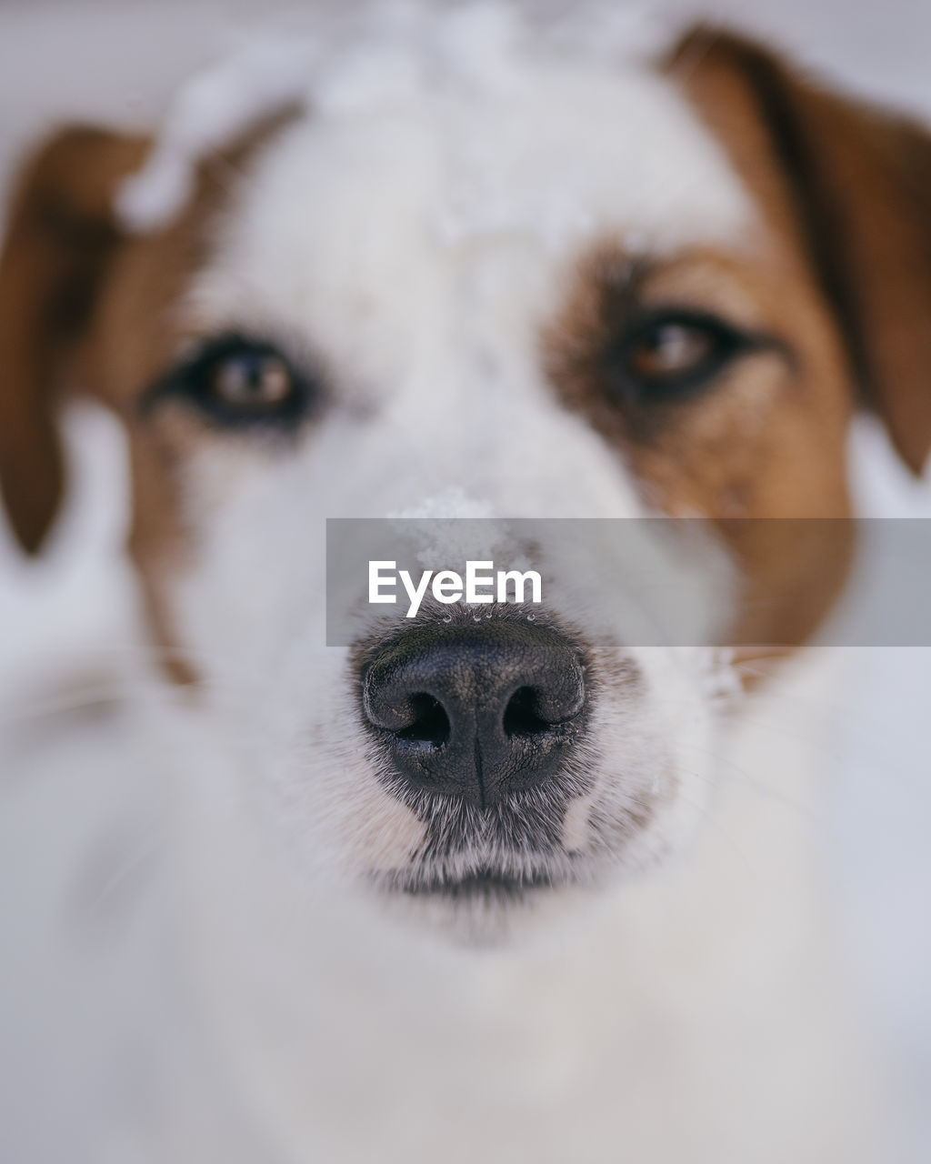 CLOSE-UP PORTRAIT OF DOG WITH MOUTH OPEN