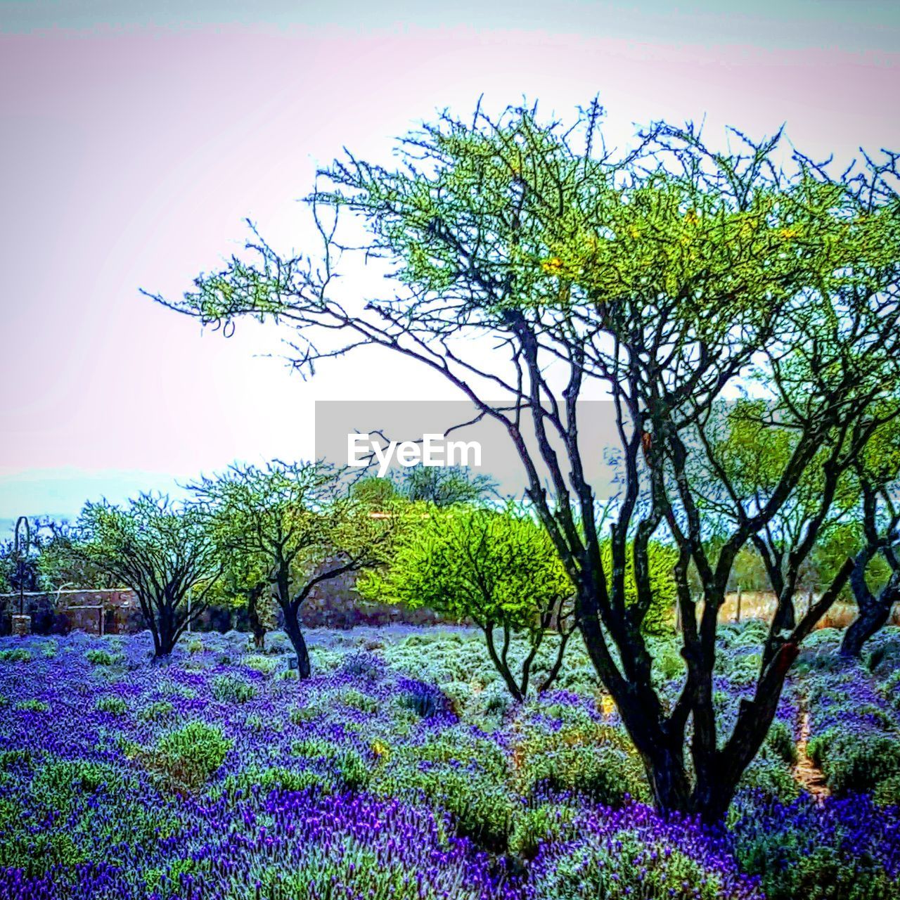 FLOWERING PLANTS AGAINST SKY