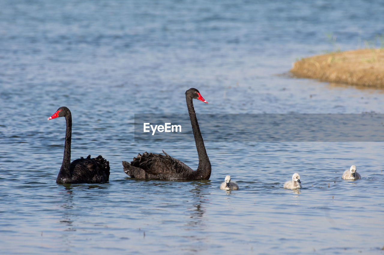 BIRDS SWIMMING IN LAKE