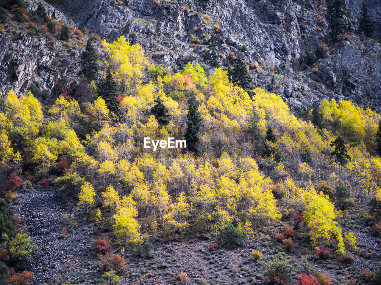 Trees in forest during autumn