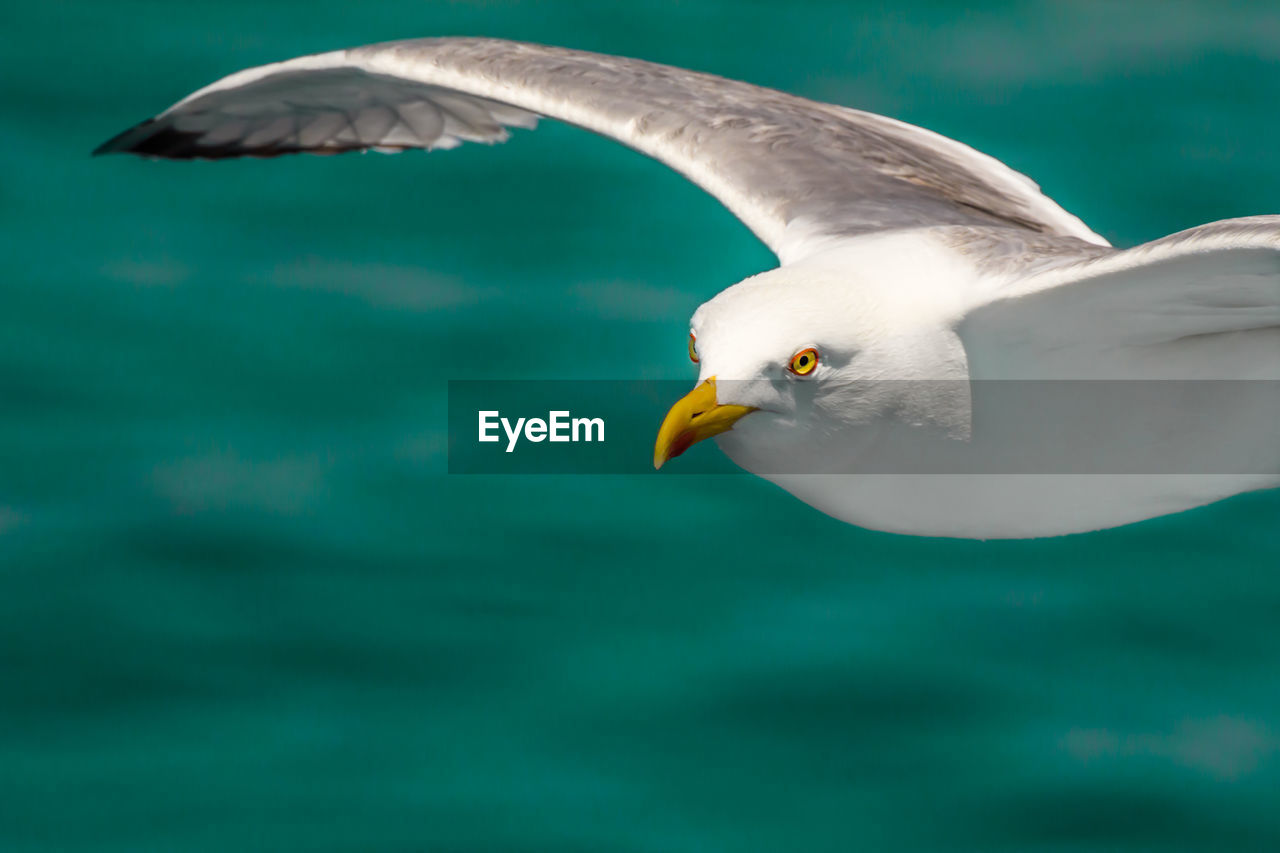 Close-up of seagull flying