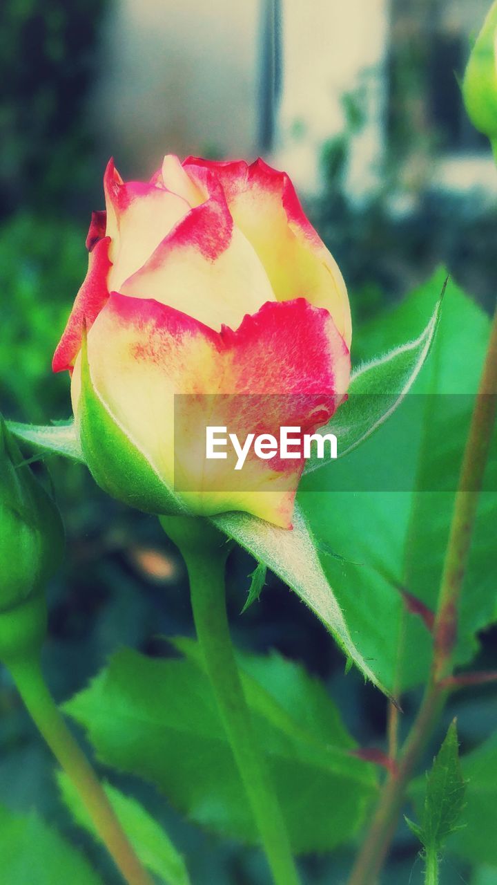 CLOSE-UP OF RED ROSE BLOOMING IN PARK