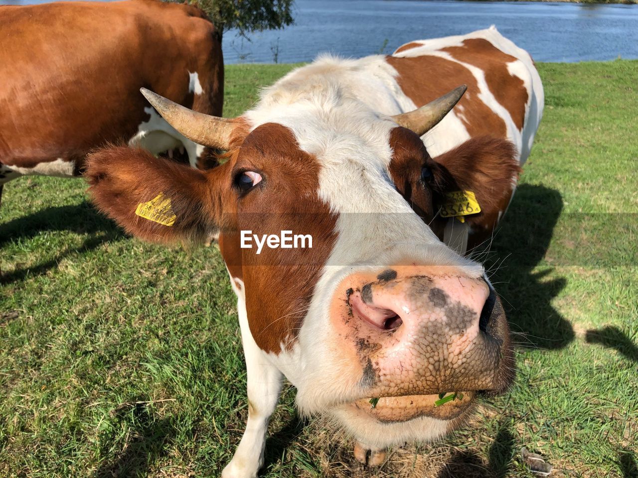 HIGH ANGLE VIEW OF A COW ON FIELD