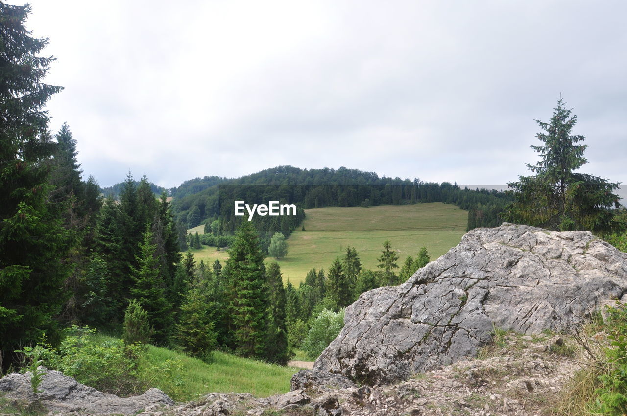 SCENIC VIEW OF TREES ON MOUNTAIN